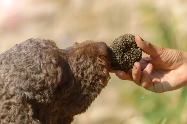 Truffle hunting dog sniffing black Istrian truffle in Croatia