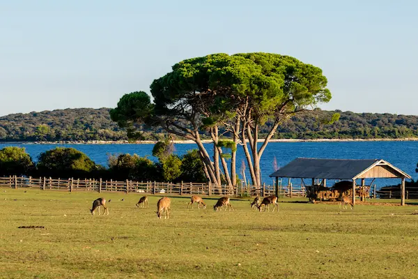 Brijuni Islands National Park deer wildlife Istria Croatia
